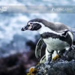 Un pingüino de Humboldt en el Mar Pacífico Tropical. Foto: cortesía de SERNANP