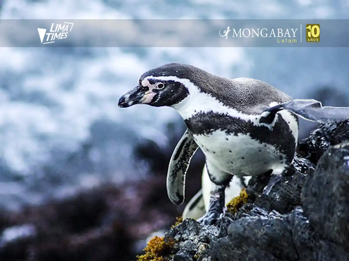Un pingüino de Humboldt en el Mar Pacífico Tropical. Foto: cortesía de SERNANP
