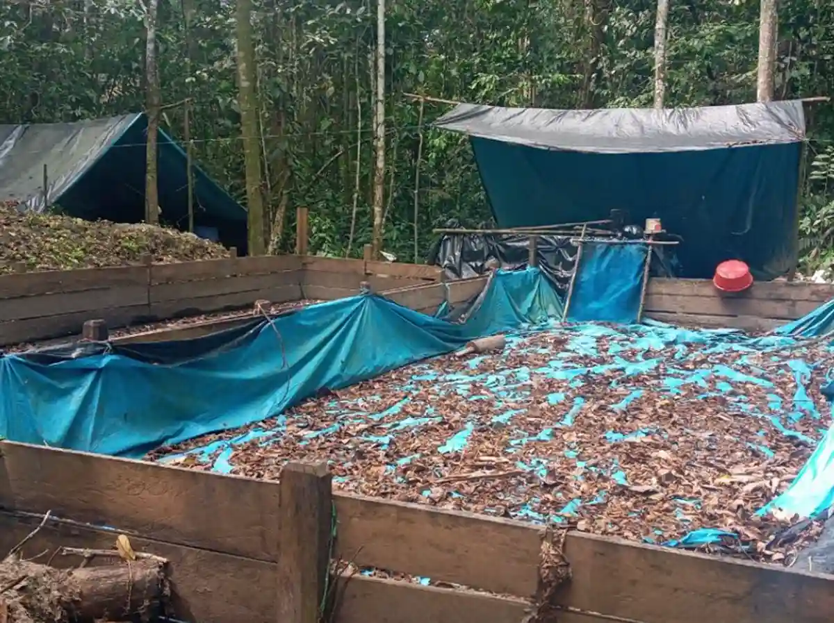 Redes criminales ya afectan al 67 % de los municipios y al 32 % de los territorios indígenas en la Amazonía