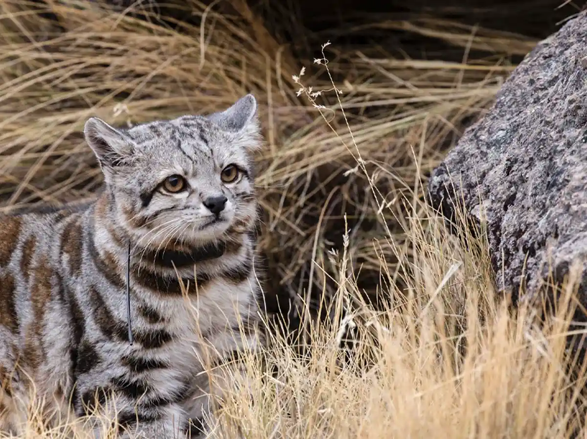 Gato andino reaparece en Argentina: alianza entre científicos, comunidades y ganaderos abre una ruta de esperanza