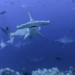 dia internacional de los tiburones - lima times