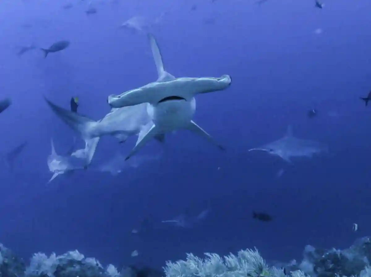 dia internacional de los tiburones - lima times