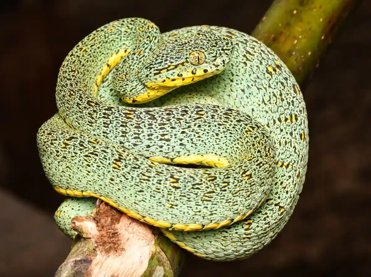 Día Mundial de las Serpientes: tres historias para conocer su rol clave en los ecosistemas y su aporte en la investigación científica