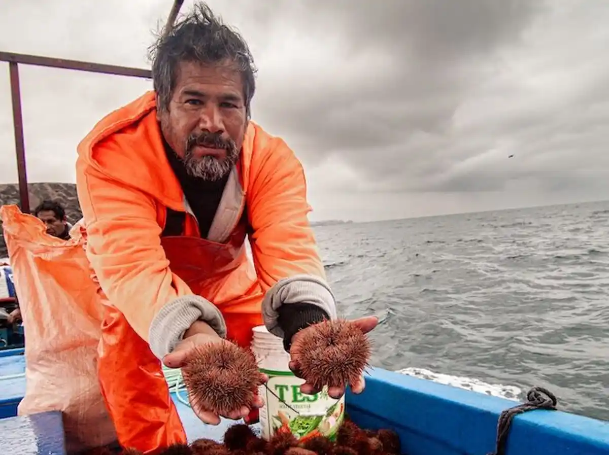 El erizo rojo es uno de los principales reguladores de los bosques marinos, por lo que es necesaria su extracción regulada. Foto: Roberth Orihuela