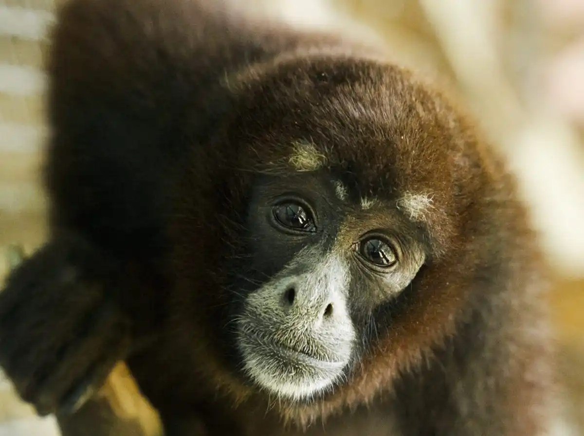 Día Internacional de los Primates: tres proyectos para salvarlos del tráfico y la pérdida de hábitat